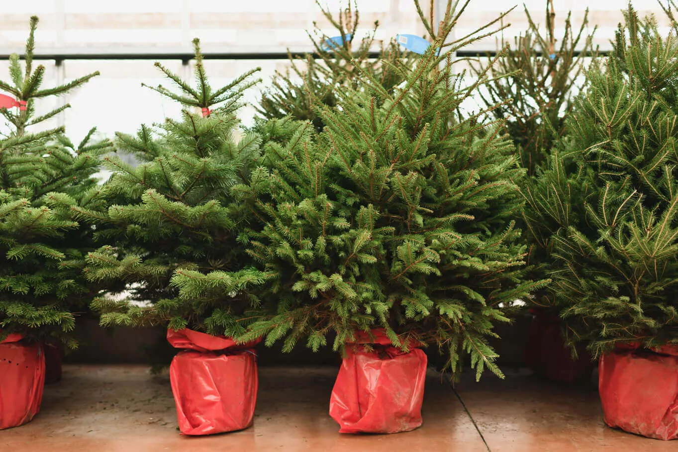 Qu’est-ce qu’un pot pour arbre ?