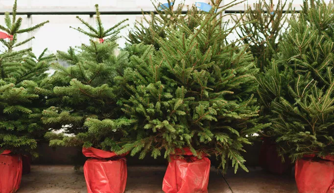 Qu’est-ce qu’un pot pour arbre ?