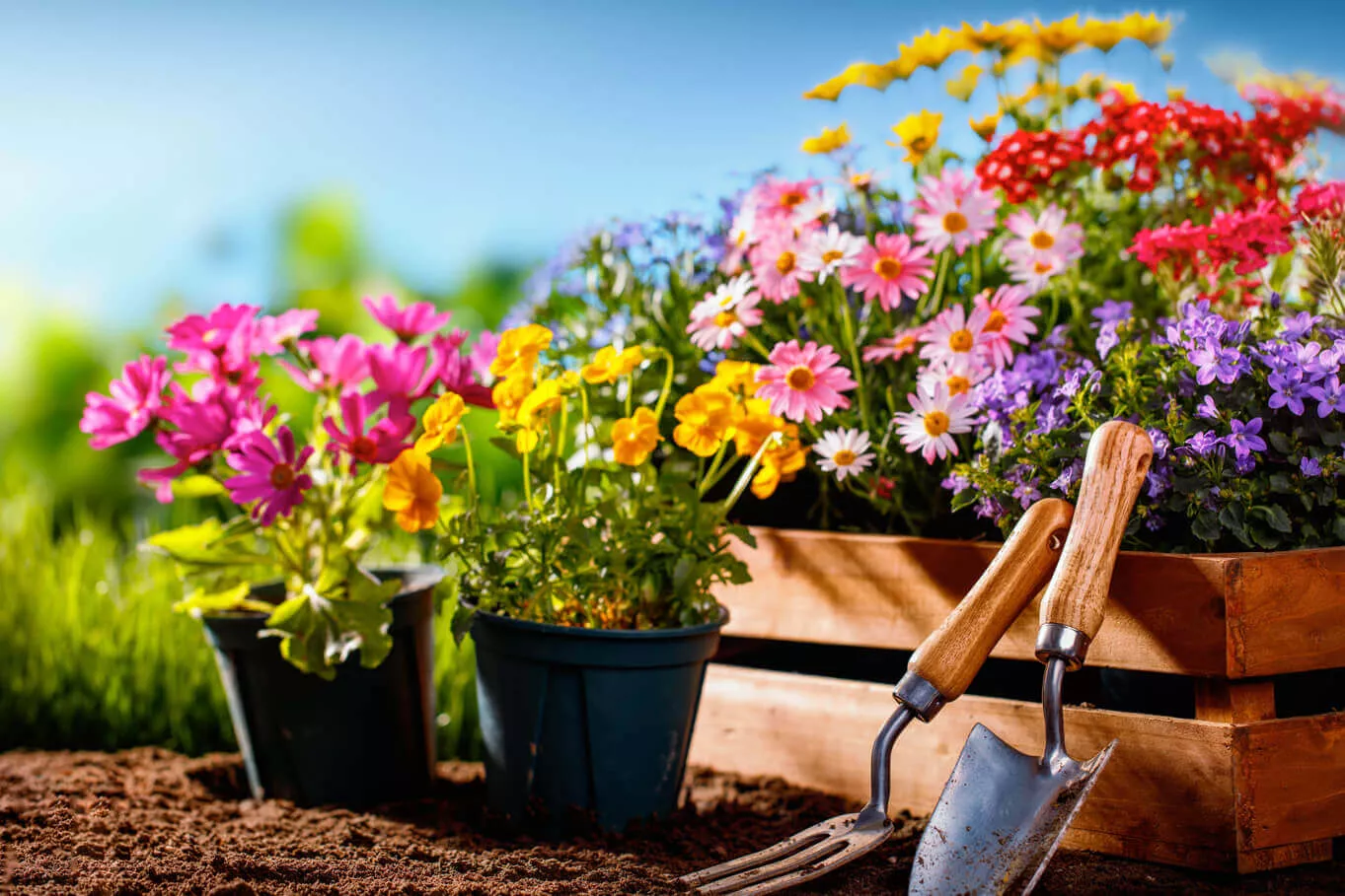 Qu’est-ce qu’un pot de fleurs ?