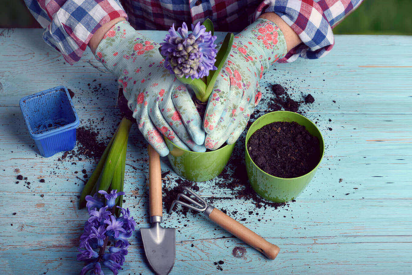 Comment préparer la terre pour les plantes en pot ?