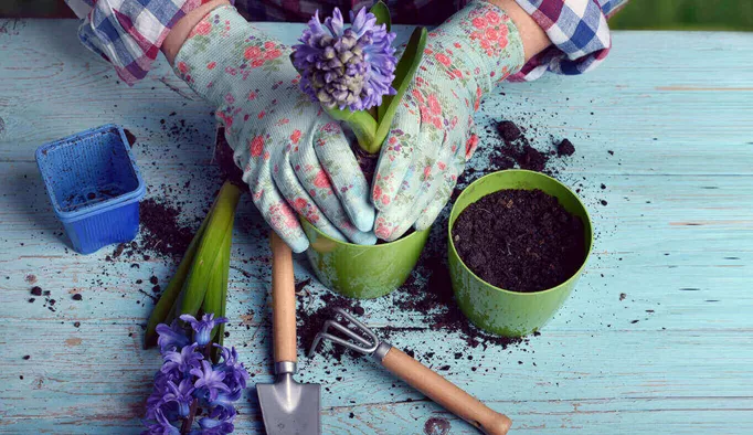 Comment préparer la terre pour les plantes en pot ?