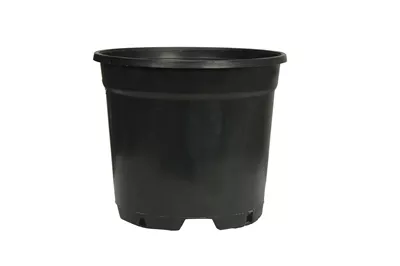 SYS 22