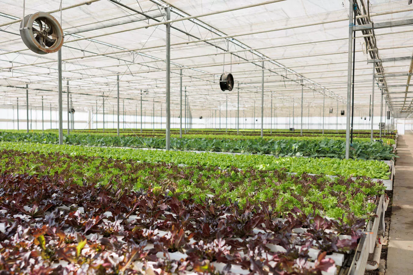 Qu’est-ce qu’un pot pour plants ?