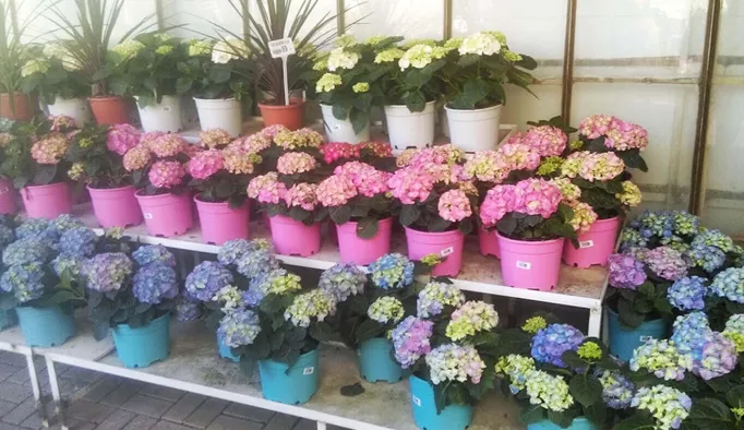 Pots de production pour intérieur et extérieur