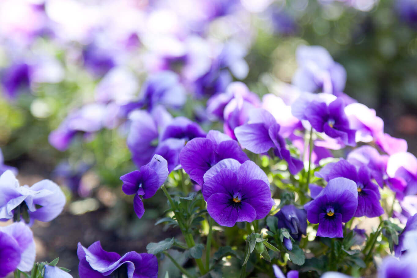 Pot pour violettes