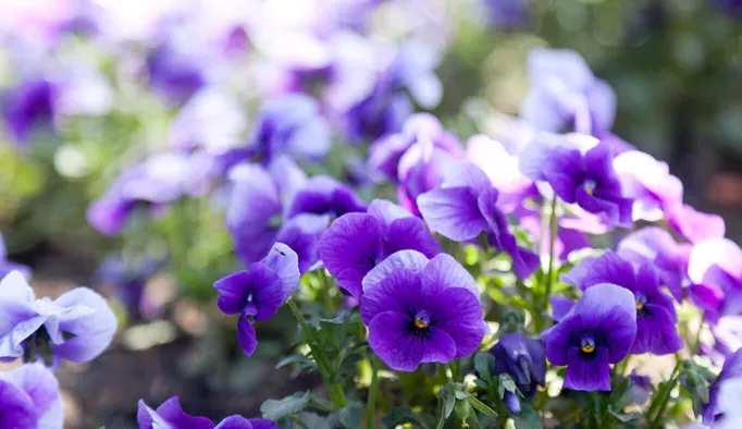 Pot pour violettes