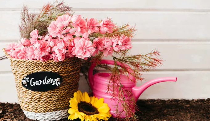 Fleurs en pot pour l’été
